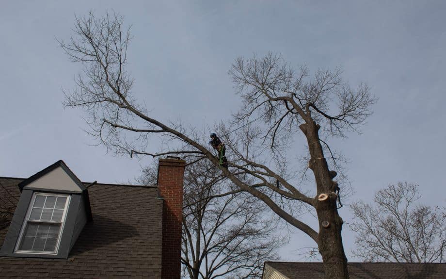 Riverbend Landcapes and Tree Service remove a tree near to a residential roof.
