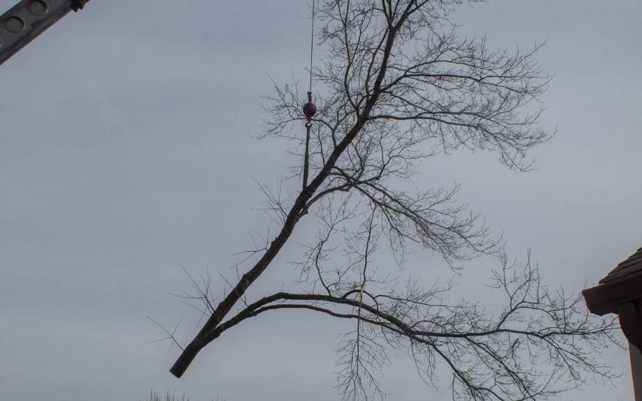 Riverbend Tree Service Team in Great Falls, VA proactively removing a tree before it can damage the client’s property.