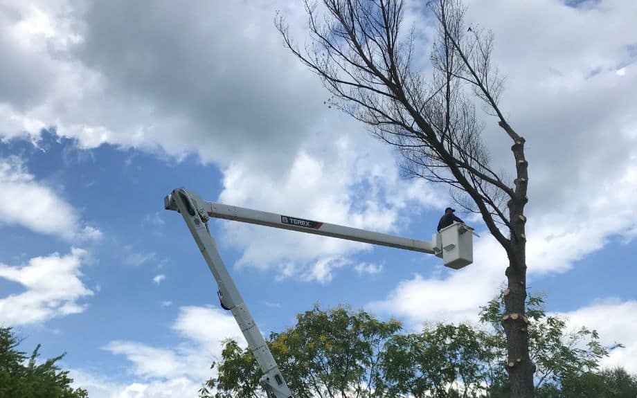 Tree removal in progress in Gaithersburg, MA by the experienced arborists from Riverbend Tree Service.