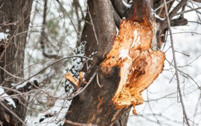Severe winter storm damage showing a broken tree trunk with exposed splintered wood and bark damage in a snowy Northern Virginia setting.