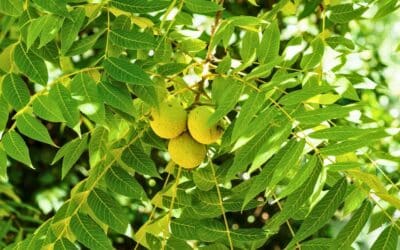 Healthy black walnut tree with developing nuts in Northern Virginia, showing what homeowners should monitor for thousand cankers disease symptoms.