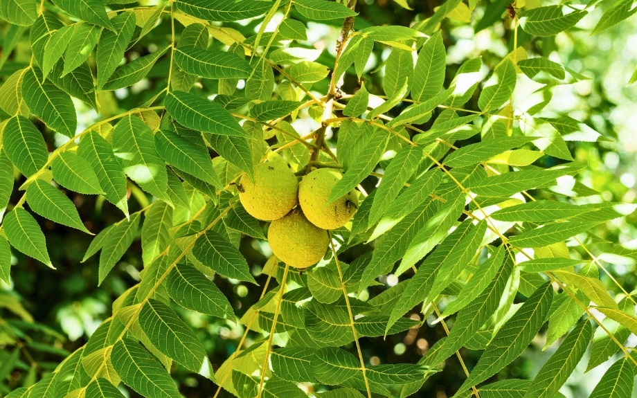 Healthy black walnut tree with developing nuts in Northern Virginia, showing what homeowners should monitor for thousand cankers disease symptoms.