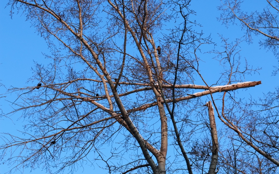 Damaged tree branches against blue sky showing the type of winter storm damage that can occur to mature trees in Montgomery County, Maryland, neighborhoods.