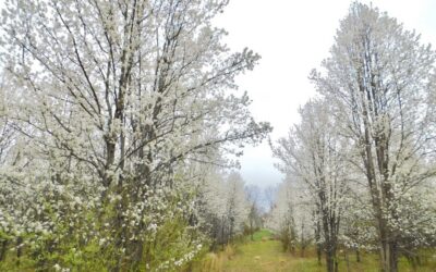 White flowering trees in full bloom along a tree-lined path during spring in Northern Virginia.