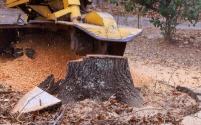 Close-up view of a yellow stump grinder cutting wheel grinding down a dark tree stump, creating a pile of fresh orange wood chips scattered around the work area.