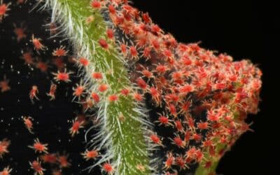 Close-up of red spider mites clustered on a plant stem and leaf surface, showing a heavy infestation feeding on plant tissue.