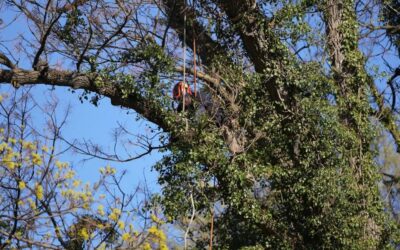 A Certified Arborist wearing safety equipment while pruning branches high in a tree canopy during springtime.