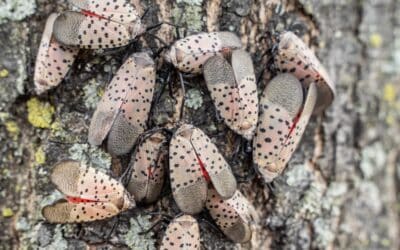 A dense cluster of adult spotted lanternflies with gray spotted forewings rests on the bark of a tree trunk, with red hindwings barely visible underneath.
