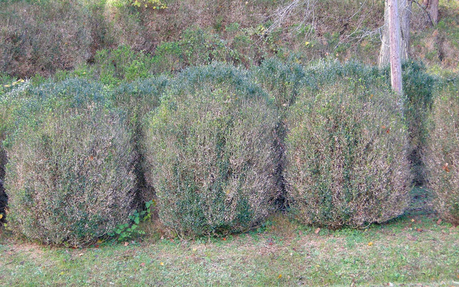 leaf necrosis and defoliation due to boxwood blight