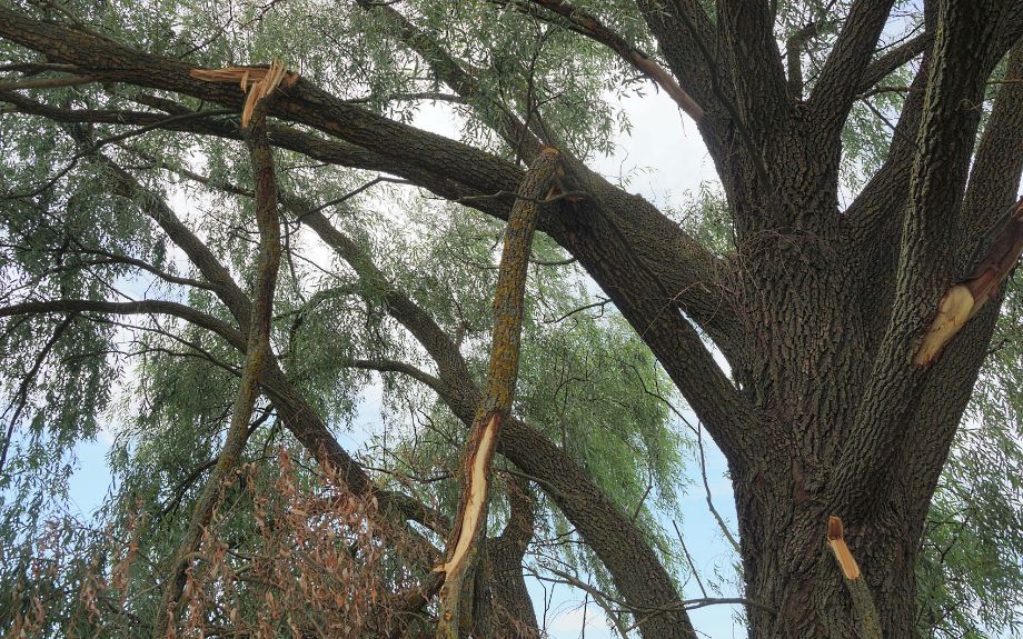 Damaged tree with broken branches, highlighting the need for professional tree trimming to ensure safety and property appeal.