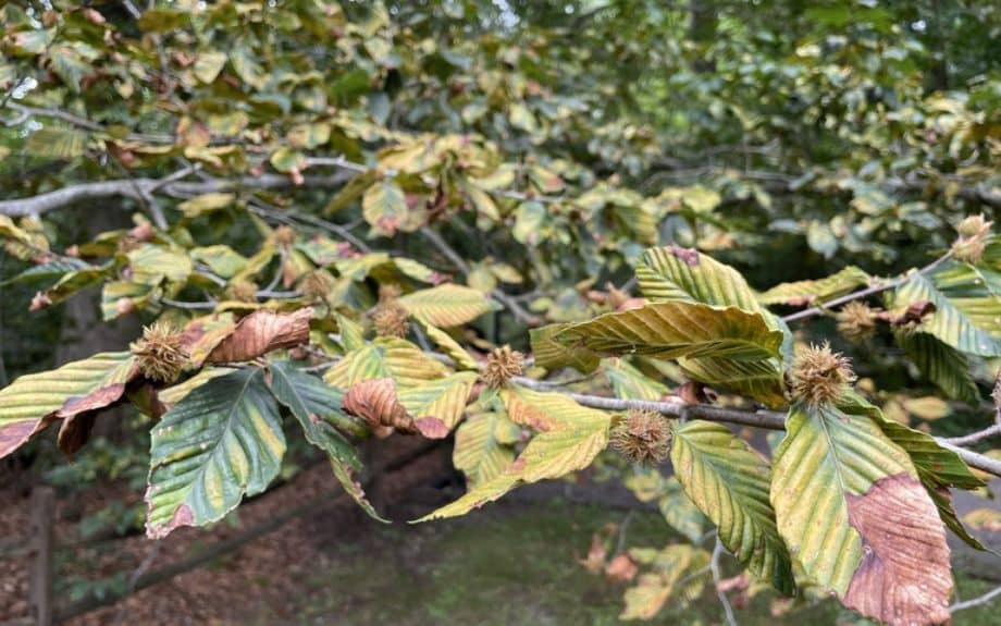 This tree is suffering from the relatively new disease to Virginia: beech leaf disease.