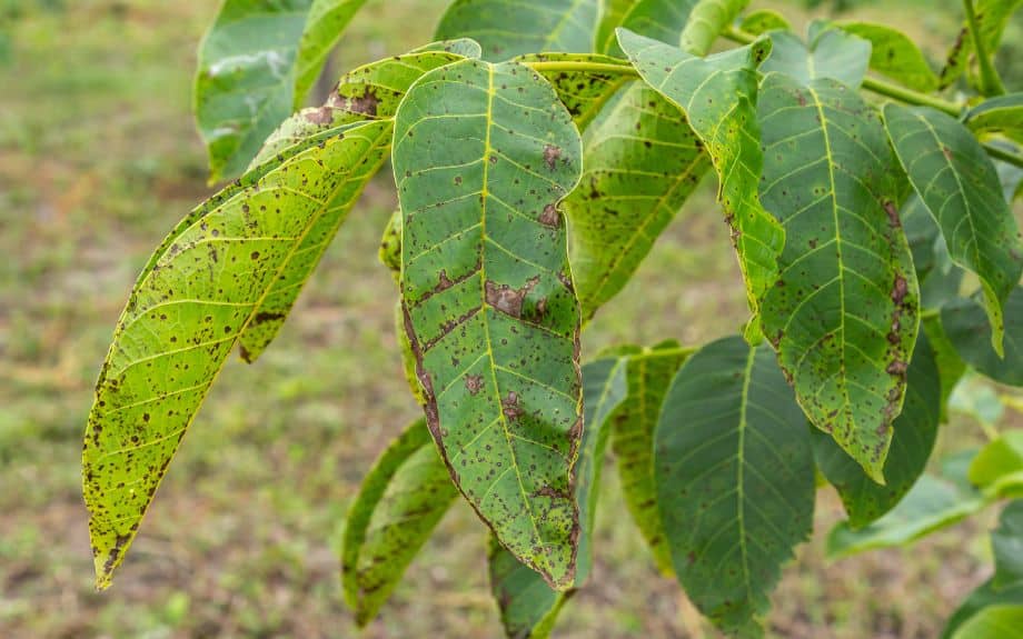 Leaves showing the signs of damage from anthracnose