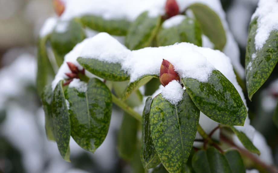 Rhododendron shrub with early buds dusted with snow.
