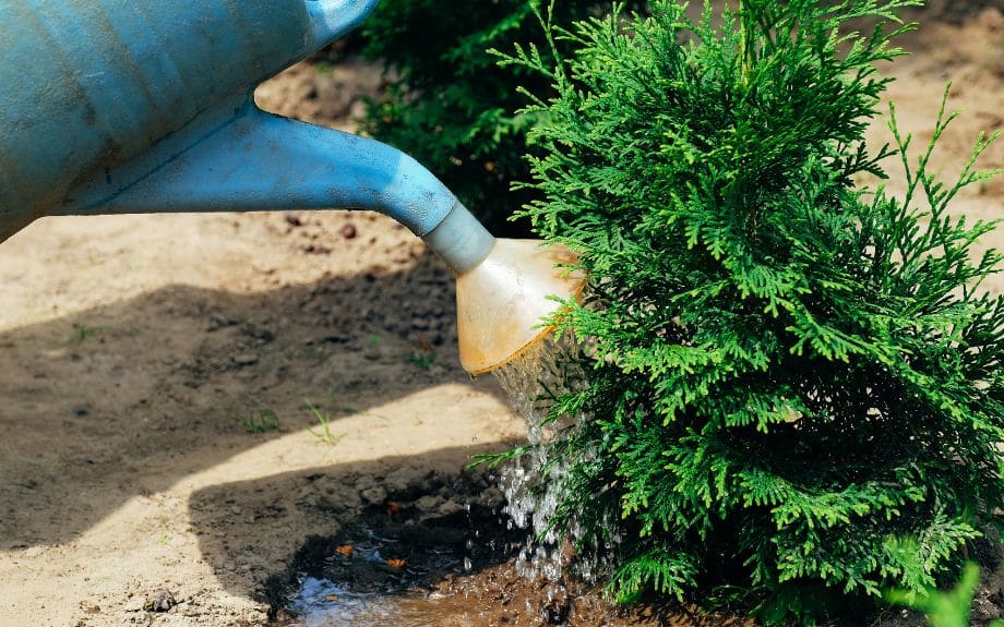 A blue watering can spilling some water to an evergreen.