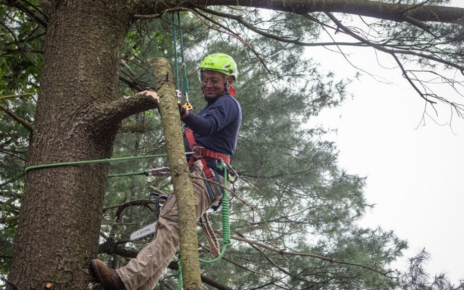 Riverbend arborist pruning off a large broken branch from a tree