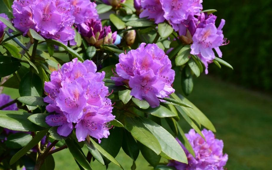 rhododendron shrub in bloom