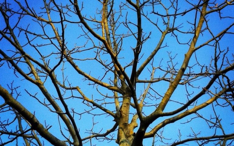Best Time to Prune Trees & Shrubs in Northern Virginia | Riverbend ...