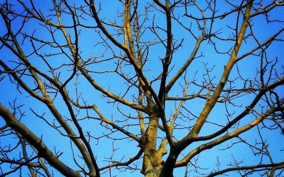 deciduous tree in winter without any leaves
