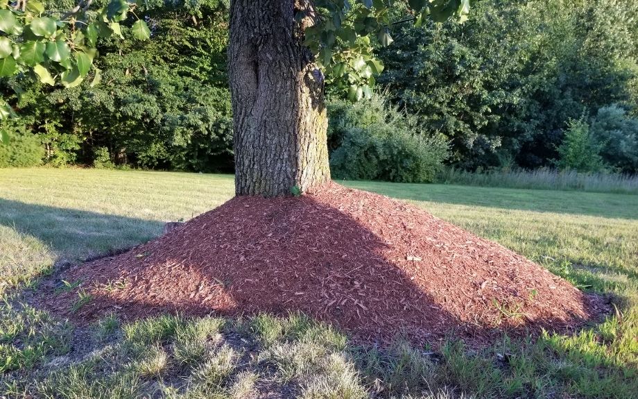 red mulch piled up around a tree in a mulch volcano