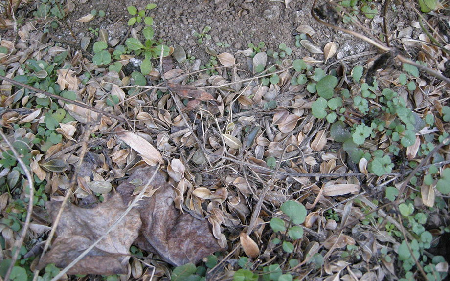 leaf debris on the ground from a boxwood infected with boxwood blight