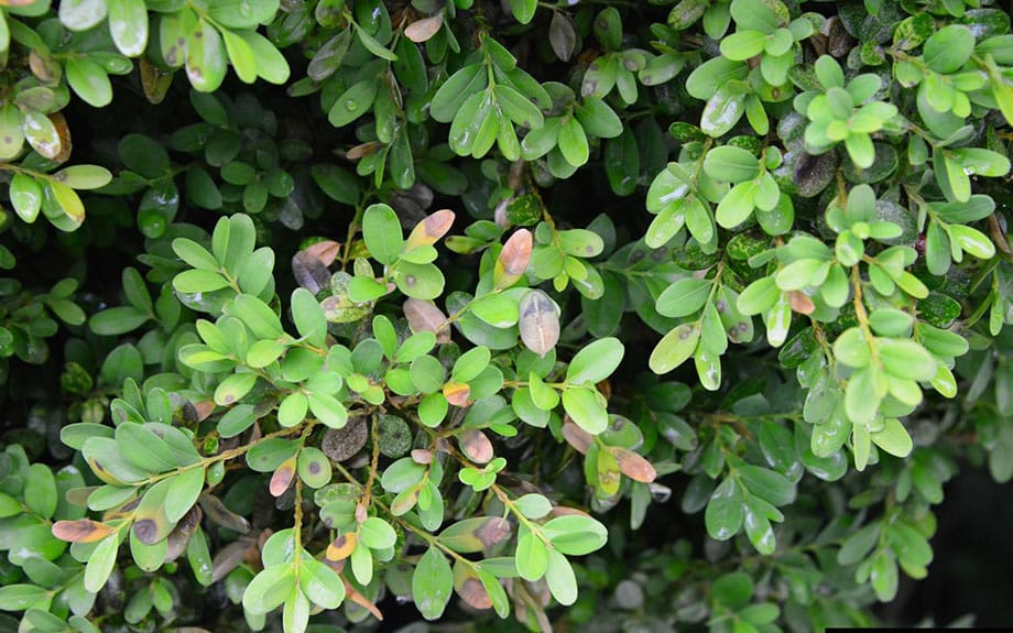 leaf spots and early signs of boxwood blight