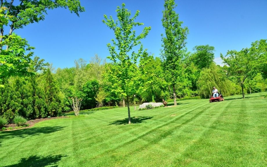 Healthy, green turf on a residential property surrounded by trees is properly cared for, including aeration. 