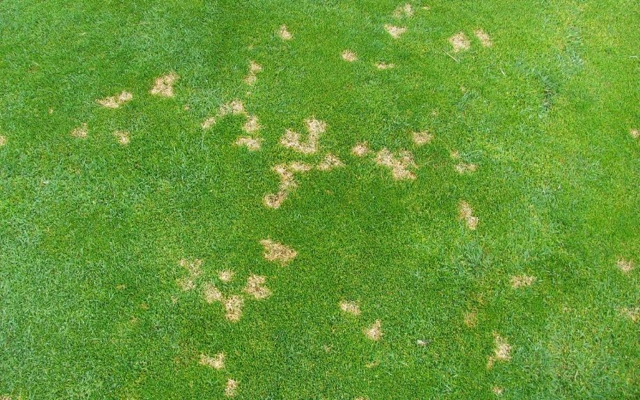 Patches of brown on a green lawn.