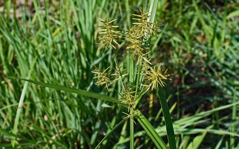 A nutsedge weed growing amongst the green grass.