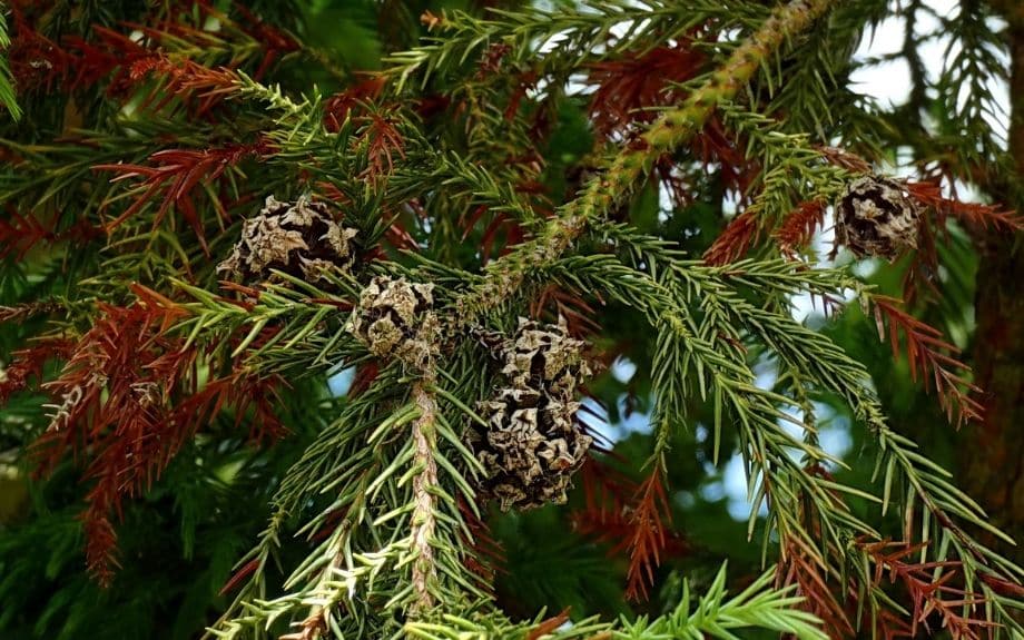 Close up of a Japanese cedar's needles (some turning rust-colored) and seed cones.