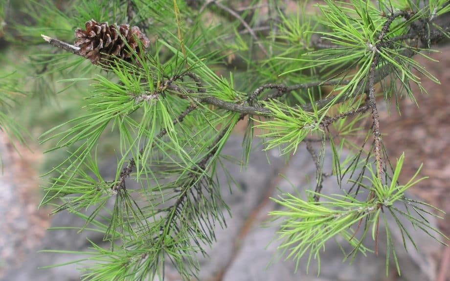 The pinecone and twisted needles of a Virginia pine.