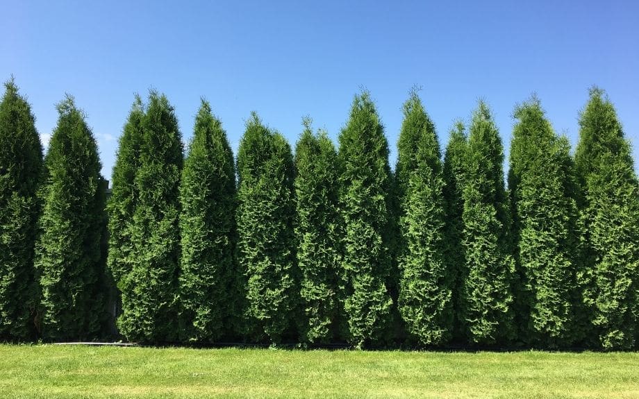 A living fence made of a row of arborvitae 'green giant' trees.
