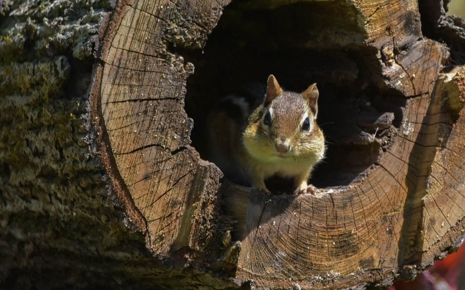 Squirrel looking at the camera from inside the hollow core of a tree that was cut down.
