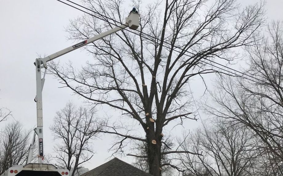 Using a bucket truck, a Riverbend Landscapes & Tree Service teammate removes a tree that is dangerously close to electric wires