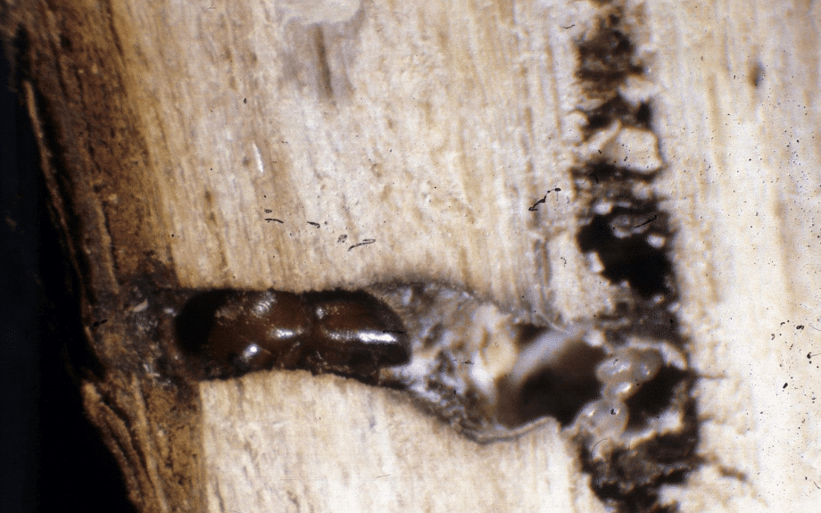 A granulate ambrosia beetle (Xylosandrus crassiusculus) navigates through wood
