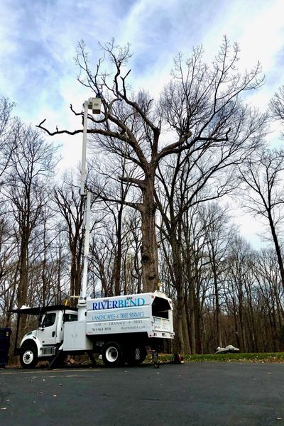 A Riverbend bucket truck assists a Riverbend employee to reach the top branches of a tree during winter tree work.