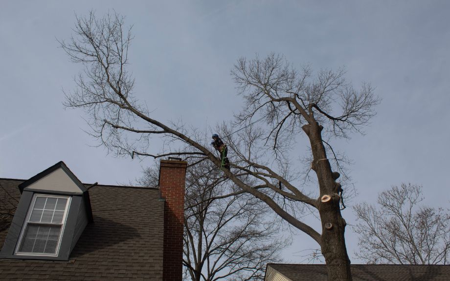 A Riverbend tree climber works to remove a tree near a home in the winter.