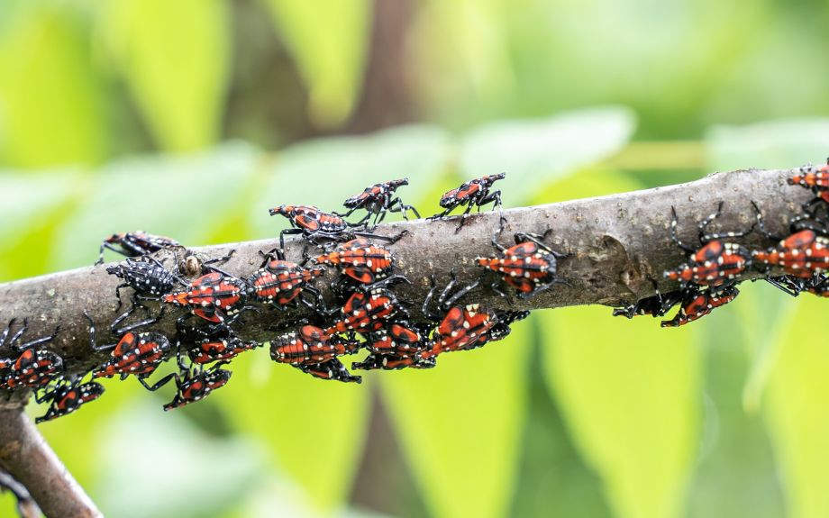 Spotted lanternfly nymphs with red bodies, black stripes, and white dots gather on a tree branch.