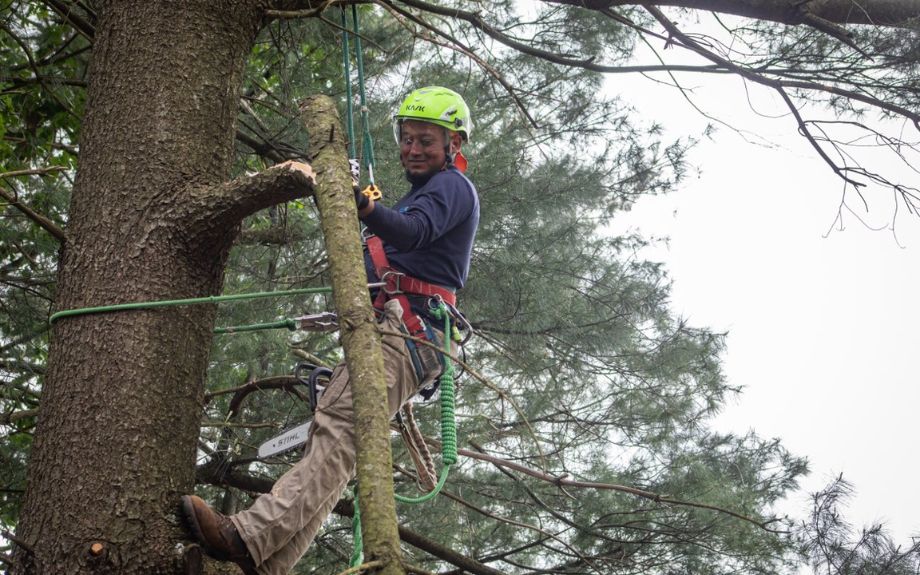 A Riverbend Tree specialist prunes out a broken branch from a conifer tree in Northern Virginia.