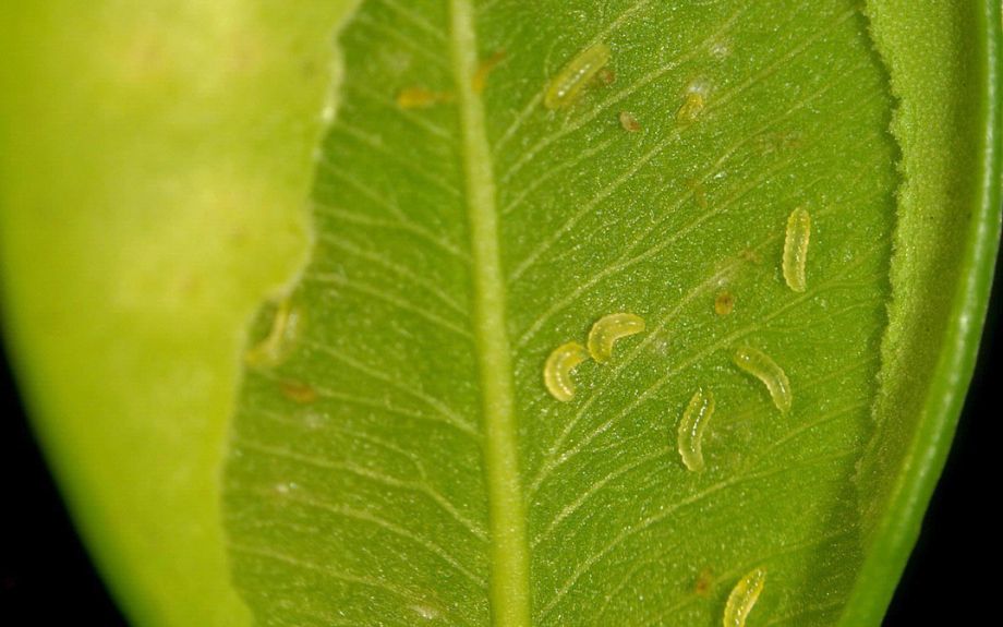 Close up of boxwood leaf broken open to show leafminer larvae. Image courtesy of Brian Kunkel, University of Delaware, Bugwood.org.