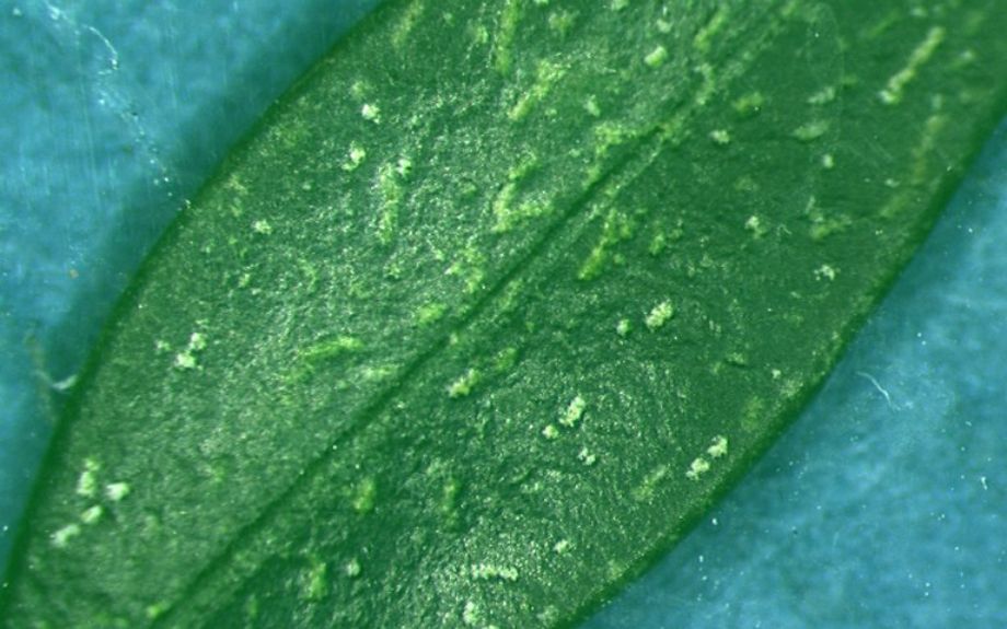 Close up of spider mite damage to a boxwood leaf. Image courtesy of Rayanne Lehman, Pennsylvania Department of Agriculture, Bugwood.org.