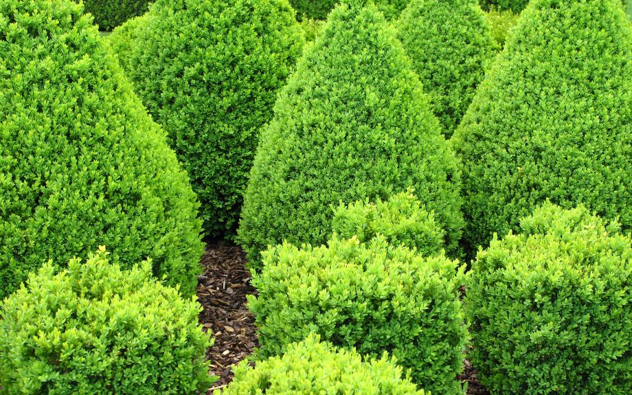 Boxwoods in a variety of shapes.
