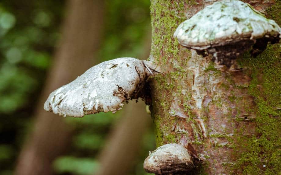 Three gray, shelf-like mushrooms grow on a moss-covered tree trunk.