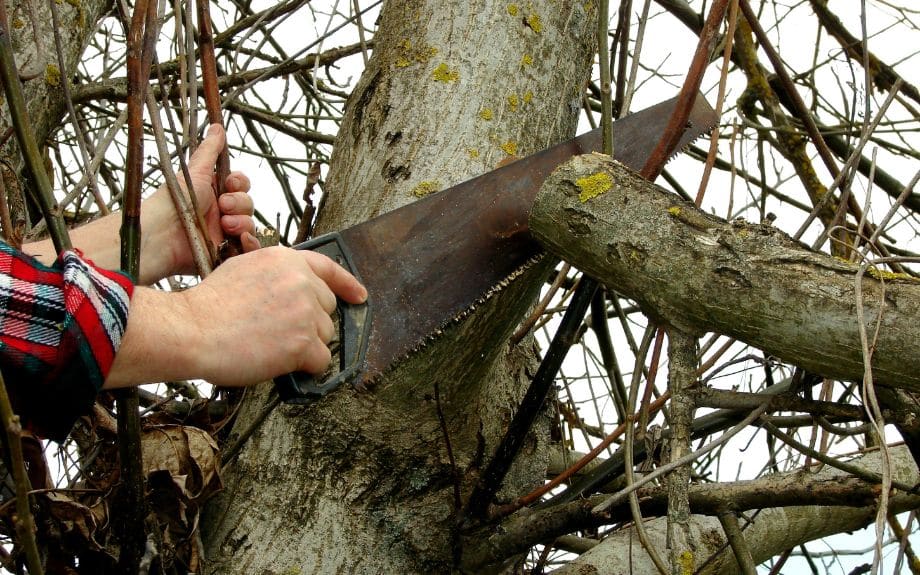 Tree pruning being performed in Fairfax Station, VA.