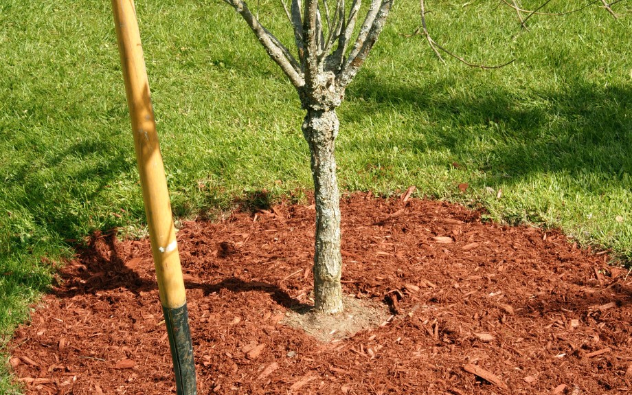 A young tree with a ring of mulch around it in a yard in McLean, VA.