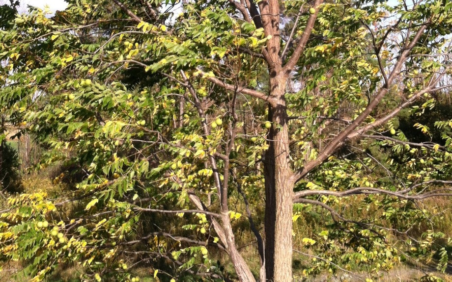 A large mature black walnut tree in a forest in Fairfax County that is unaffected by thousand cankers disease at this time.