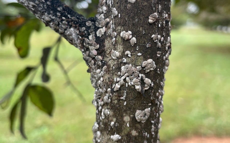 The trunk of a crape myrtle in Northern Virginia with a heavy infestation of crape myrtle bark scale.