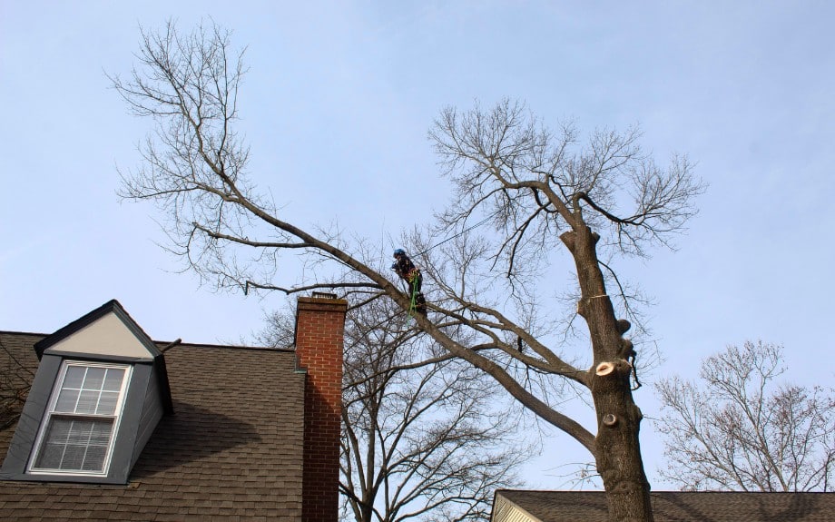 A climber from the Riverbend team during a tree removal in Alexandria, VA.