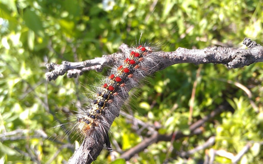 A spongy moth caterpillar on a tree in McLean, VA.