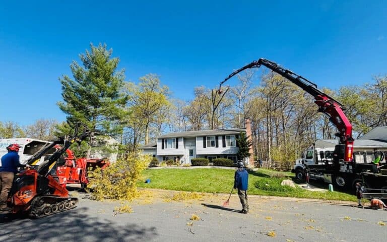 Why We Use a Crane for Tree Removal in Northern Virginia | Riverbend ...
