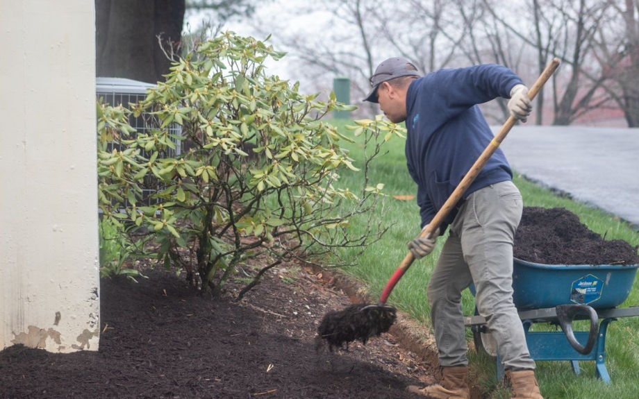 A crew member in a navy sweatshirt and work gloves uses a spade to spread dark organic mulch around the base of a shrub from a blue wheelbarrow.